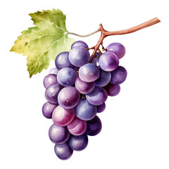 Fototapeta premium bunch of red grapes watercolor isolated on transparent background cutout