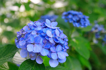 Vibrant Blue Hydrangea in Full Bloom Close Up