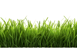 Green grass frame isolated on transparent background.
