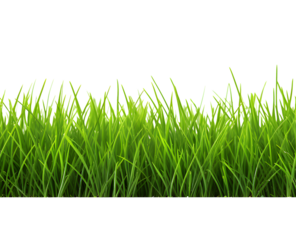 Green grass frame isolated on transparent background.