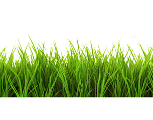 Green grass frame isolated on transparent background.