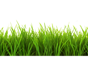 Green grass frame isolated on transparent background.