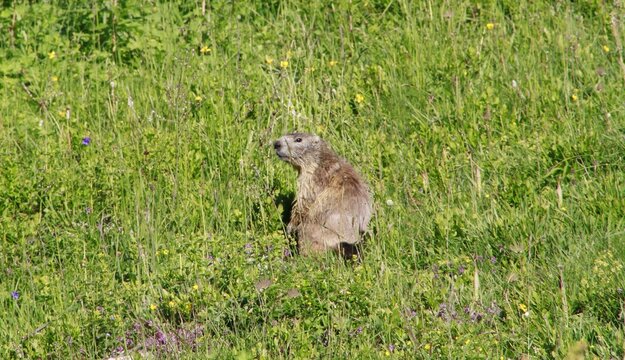 marmottes &agrave; la Plagne 