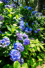 Obraz premium Vibrant Blue Hydrangea Blooms in Lush Summer Garden