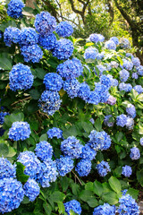 Vibrant Blue Hydrangeas in Full Bloom on a Sunny Day