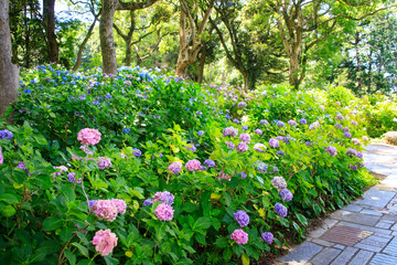 Vibrant Hydrangea Path Winding Through a Sunlit Park, Shimoda, Japan