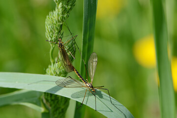 Gefleckte Wiesenschnake, Schnake, Nephrotoma appendiculata