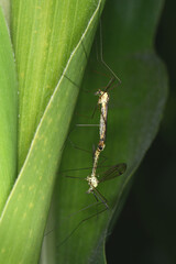 Gefleckte Wiesenschnake, Schnake, Nephrotoma appendiculata