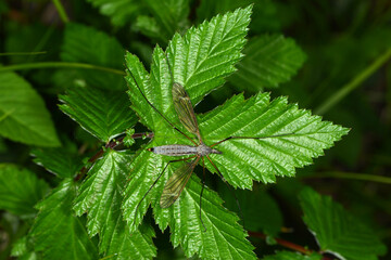 Kohlschnake, Tipula oleracea