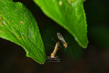 Stelzmücke,  Limonia nigropunctata