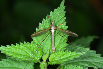 Kohlschnake, Tipula oleracea appendiculata