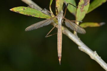 Schnake, Typula cava