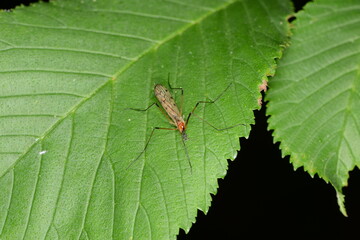 Stelzmücke,  Limonia phragmitidis