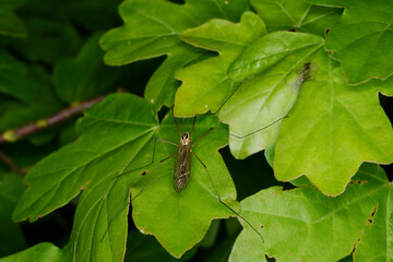 SchnakeGefleckte Wiesenschnake, Schnake, Nephrotoma appendiculata, Blatt