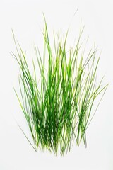 Obraz premium Close-up shot of lush green grass on a plain white background, ideal for design and art projects
