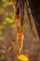 Resinous sap drips from aerial roots resembling twisted, golden stalactites.