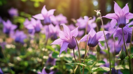 Fototapeta premium Purple Flowers in the Meadow