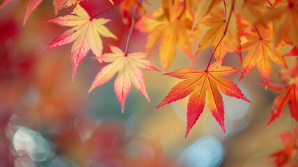A close-up photo of maple leaves in autumn, with a sharp focus on the vibrant reds and oranges, set against a blurred forest background