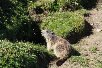 Fototapeta premium marmottes à la Plagne 