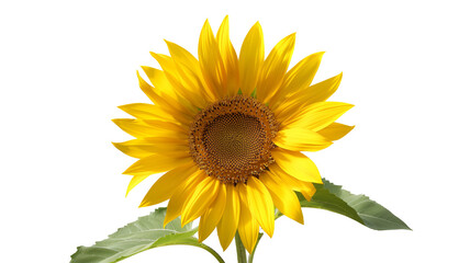 Fototapeta premium An ultra-high-resolution image of a single sunflower against a bright, clear sky, capturing the vibrant yellows and the intricate details of the petals.