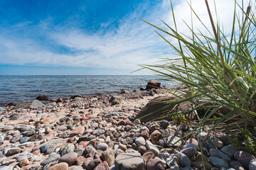 trawy rosnące na kamienistej bałtyckiej plaży  © af-mar
