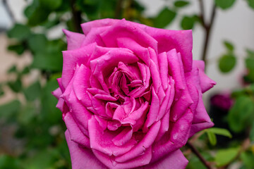 Pink rose flower head, rosa