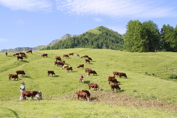 repos du ruminant en 2024