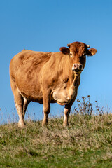 Light brown cow in a meadow, vacca