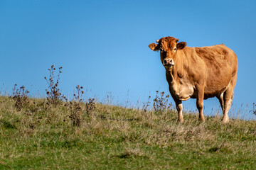 Light brown cow in a meadow, vacca