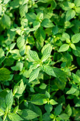 Background of tropical botanical rainforest plant leaf