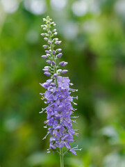 青紫の瑠璃虎の尾