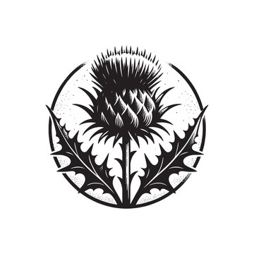 Thistle. Black vintage vector engraving illustration. Cut out, emblem, print.