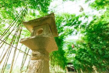 Beautiful landscape of bamboo in garden.