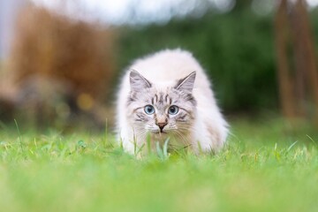 A beautiful blue-eyed cat