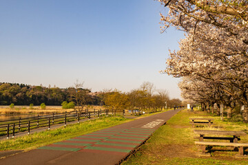 府中多摩川かぜのみちの桜
