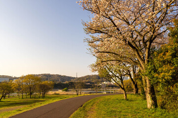 Obraz premium 府中多摩川かぜのみちの桜