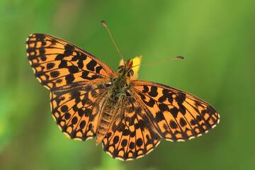 Butterfly on flower, colorful details on wings