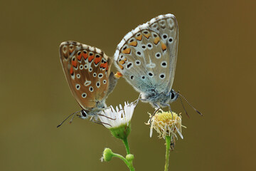 Common blue butterfly on flower
