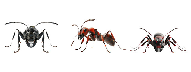 Insects Including Beetle, Ant, and Wasp Isolated on Transparent Background