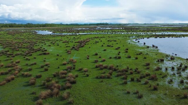 Aerial View of De Biesbosch National Park and Green Grass Pasture with Cows and Birds. Werkendam, The Netherlands