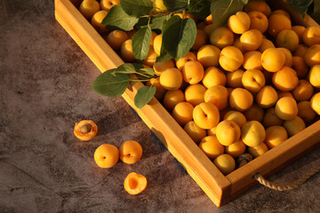 Bright summer orange apricots on the table 