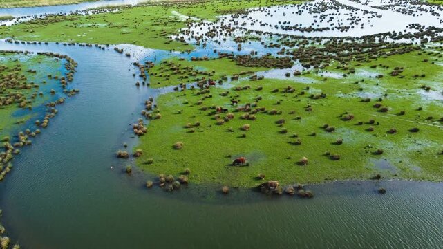 Aerial View of De Biesbosch National Park and Green Grass Pasture with Cows and Birds. Werkendam, The Netherlands