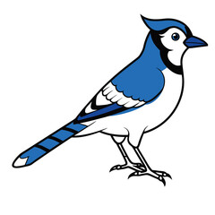 Blue Jay Bird Vector for multiple uses