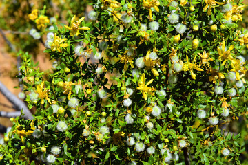 Central Sonora Desert Arizona Wildflowers