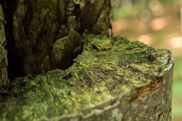 beech trunk