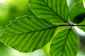 beech leaves