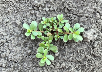 Purslane (Portulaca oleracea) growing in the ground
