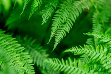 fern leaf