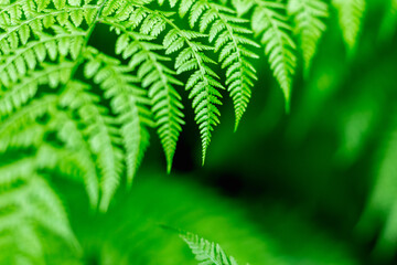 fern leaf