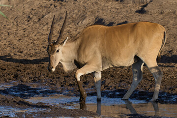 Common eland (Taurotragus oryx) drinking from a muddy waterhole in Etosha National Park, Namibia